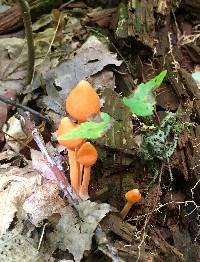 Entoloma quadratum image