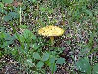 Suillus americanus image