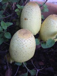 Leucocoprinus birnbaumii image