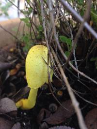 Leucocoprinus birnbaumii image