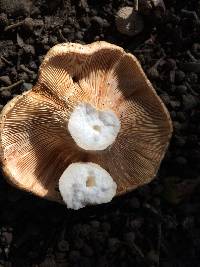 Lactarius alnicola image