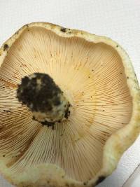 Lactarius alnicola image