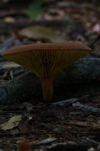 Phylloporus rhodoxanthus image