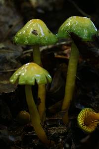 Hygrocybe psittacina var. psittacina image