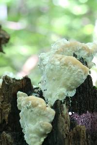 Fomitopsis spraguei image