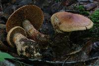 Cortinarius armillatus image