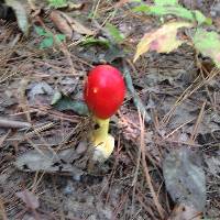 Amanita jacksonii image