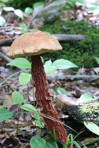 Boletellus russellii image