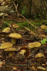 Boletus vermiculosoides image