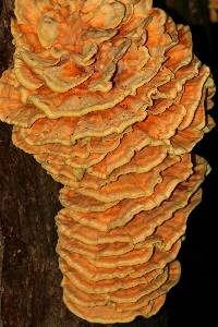 Laetiporus sulphureus image