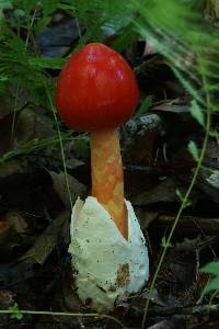 Amanita jacksonii image