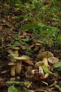 Retiboletus griseus image