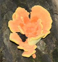 Laetiporus sulphureus image