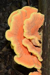 Laetiporus sulphureus image