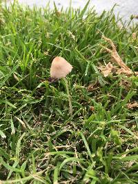 Conocybe apala image