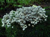 Coprinellus disseminatus image