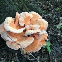 Laetiporus cincinnatus image