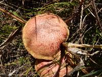 Boletus sensibilis image