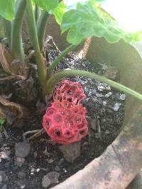 Clathrus ruber image