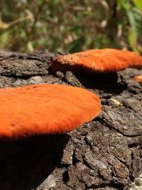 Pycnoporus cinnabarinus image