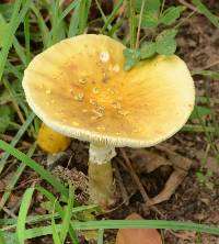 Amanita flavorubescens image