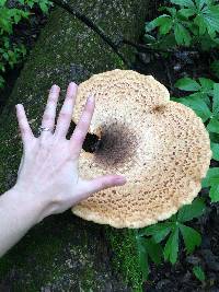 Polyporus squamosus image