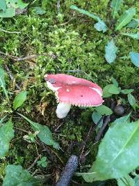 Russula emetica image