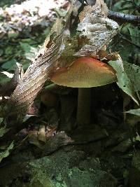 Cortinarius corrugatus image