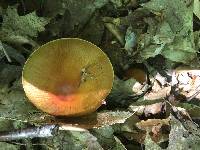 Cortinarius corrugatus image