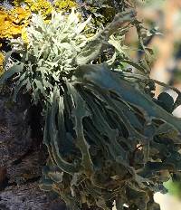 Ramalina leptocarpha image