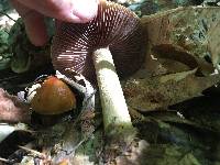 Cortinarius corrugatus image