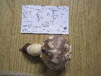 Agaricus texensis image