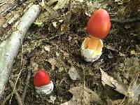 Amanita jacksonii image