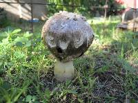 Agaricus texensis image