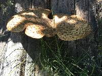 Polyporus squamosus image