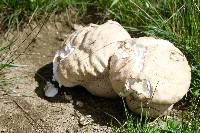 Calvatia gigantea image