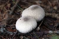 Lycoperdon perlatum image