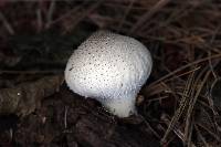 Lycoperdon perlatum image