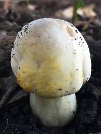 Agaricus xanthodermus image