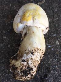 Agaricus xanthodermus image