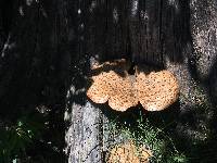 Polyporus squamosus image