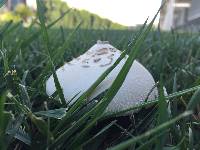 Chlorophyllum molybdites image