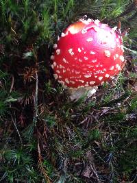 Amanita muscaria image