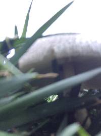 Chlorophyllum molybdites image