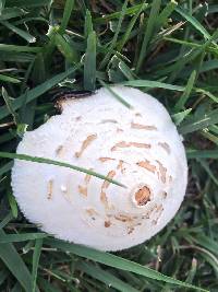 Chlorophyllum molybdites image