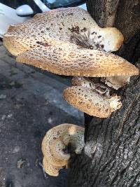 Polyporus squamosus image