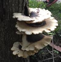 Polyporus squamosus image