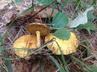 Suillus americanus image