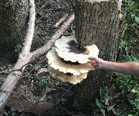 Polyporus squamosus image