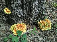 Laetiporus sulphureus image